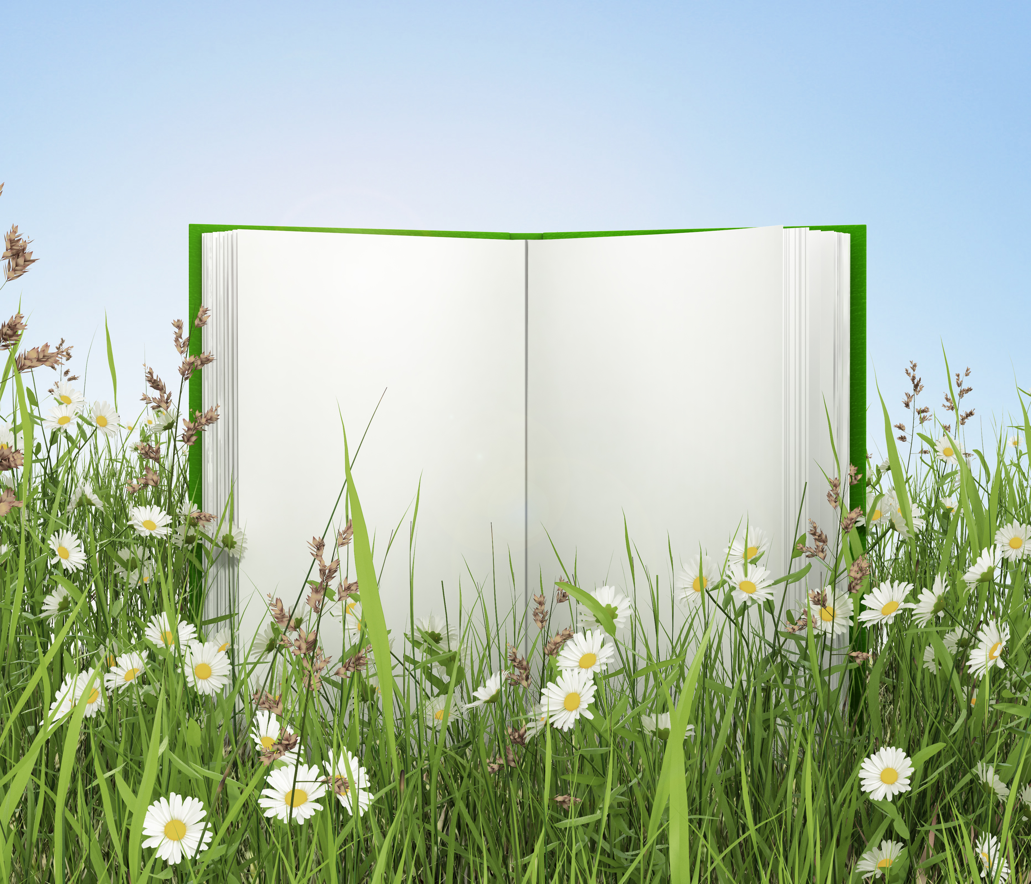 Open book in a meadow with daisies.