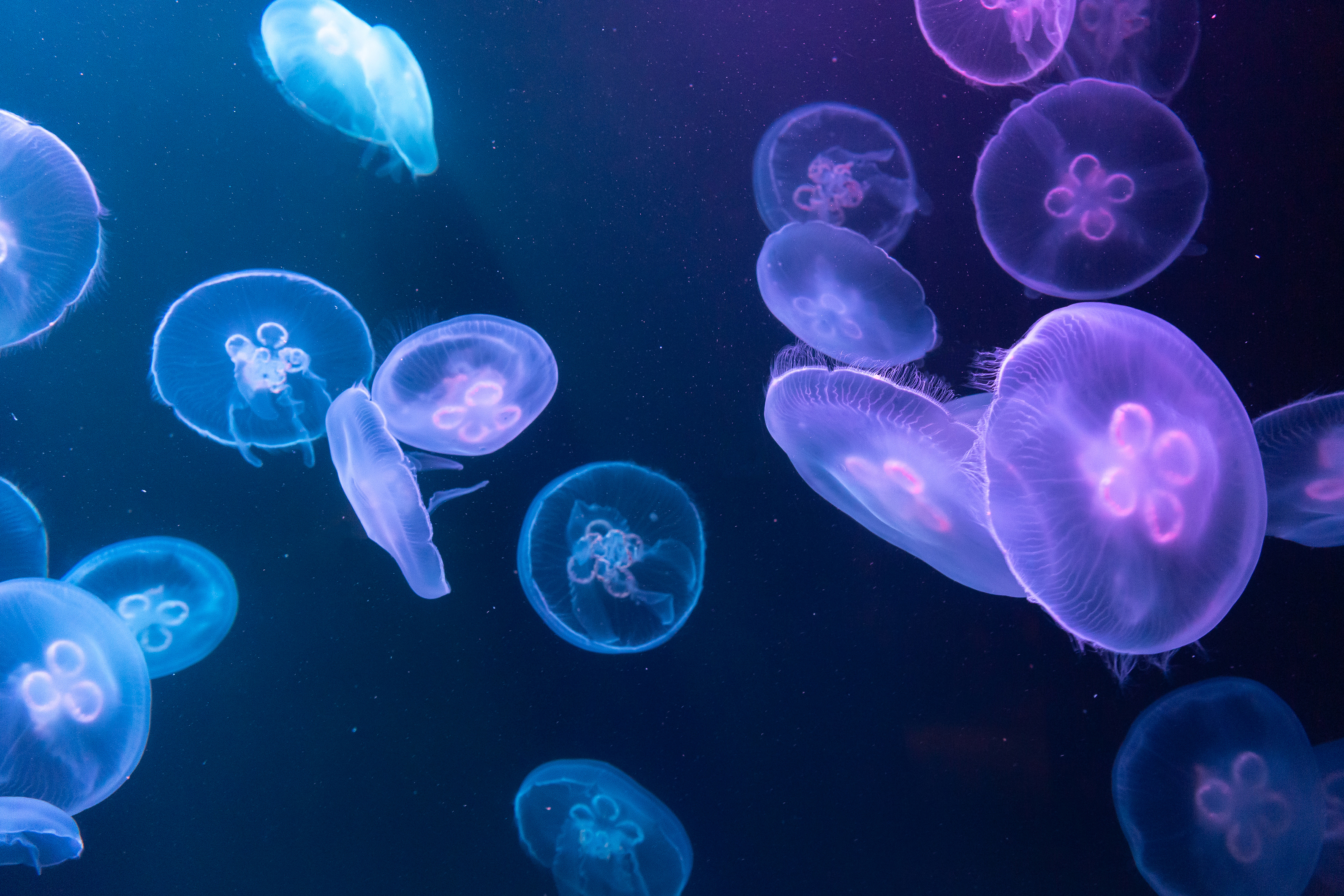 The picture shows a many jellyfish swimming in blue water